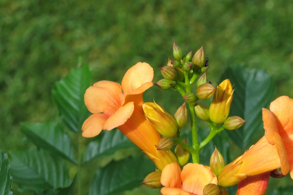 Yellow Hummingbird Bush Seeds - 20 Seeds - Yellow Trumpet Vine - Non-GMO Seeds, Shipped from Iowa. Made in USA