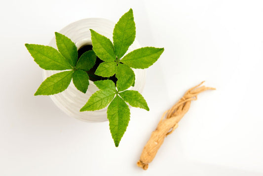50 Female Ginseng Seeds - Medicinal Properties - Shipped from Iowa. Made in USA