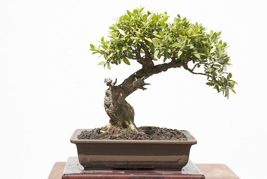 50 Chinese Boxwood Bonsai Tree Seeds - Easy to Maintain, Slow Growing Bonsai Specimen