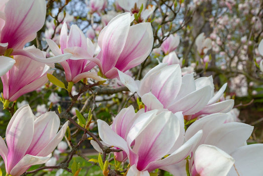 Magnolia Tree Seeds - 10 Seeds - Beautiful Pink/White Flowers