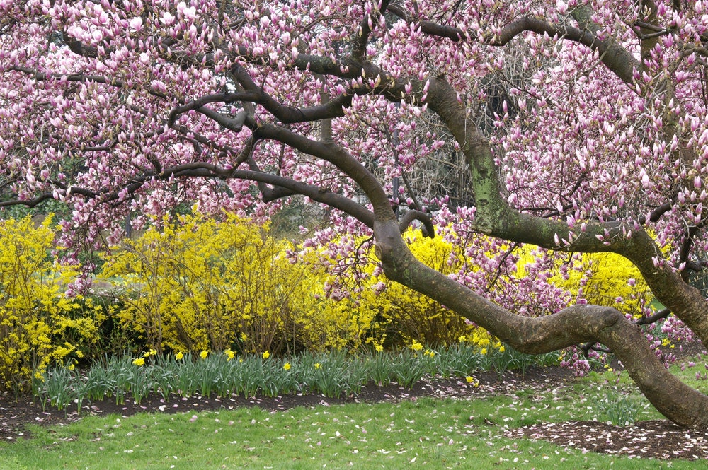 Magnolia Tree Seeds - 10 Seeds - Beautiful Pink/White Flowers