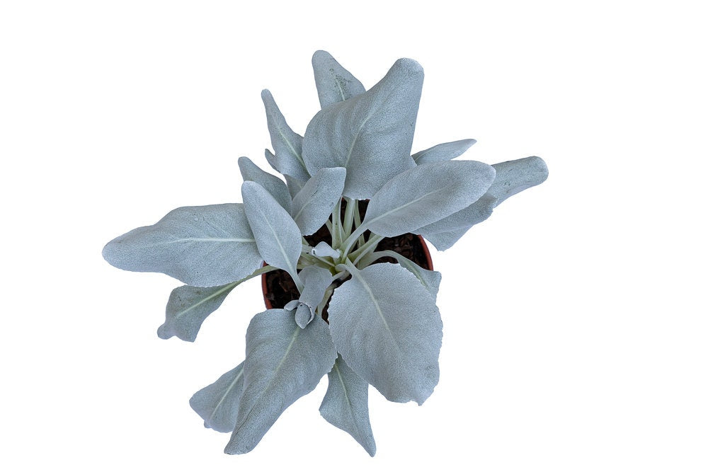 White Sage Seeds to Grow - 100 Seeds - Indoor Outdoor Herb Sage