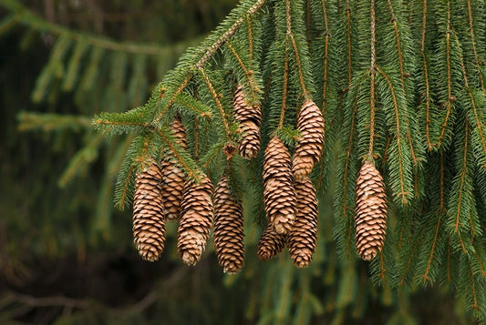 Norway Spruce Tree Seeds - 50 Seeds - Beautiful Evergreen Tree Seeds - Picea Abies