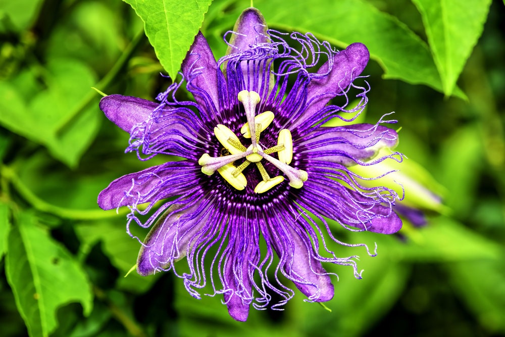 Passion Flower Seeds for Planting - 50+ Seeds - Ships from Iowa, USA - Grow Exotic Passion Flower Vines. Great for Bonsai