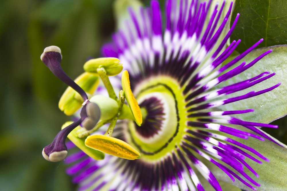 Passion Flower Seeds for Planting - 50+ Seeds - Ships from Iowa, USA - Grow Exotic Passion Flower Vines. Great for Bonsai