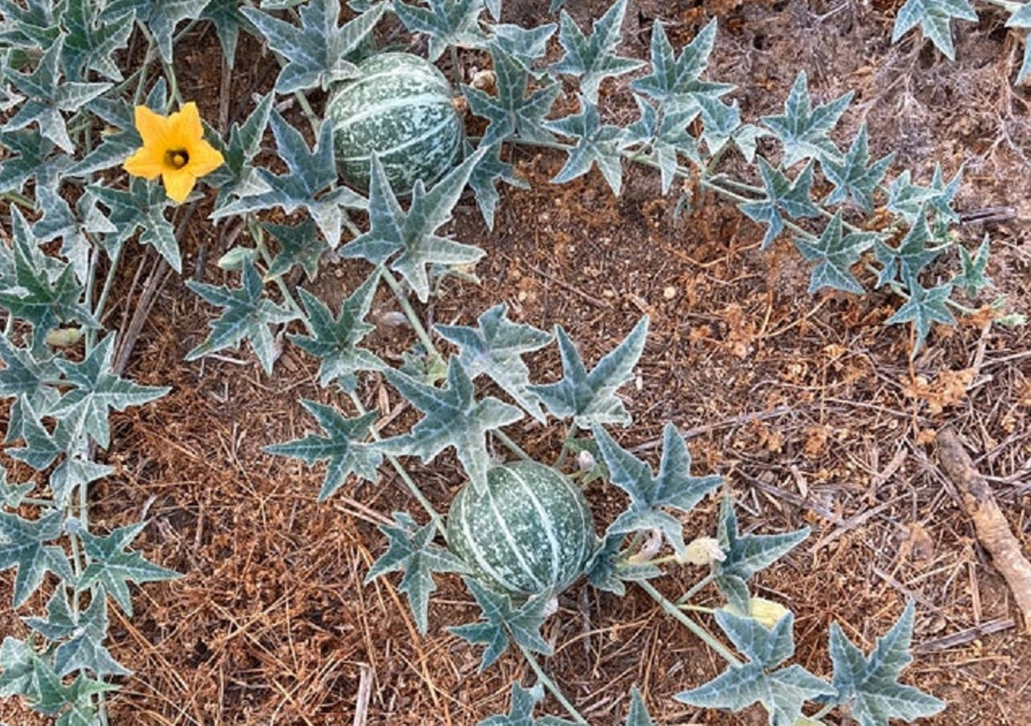 Silver Fox Melon Seeds | Grow This Exotic and Rare Garden Fruit | Edible Fruit to Grow