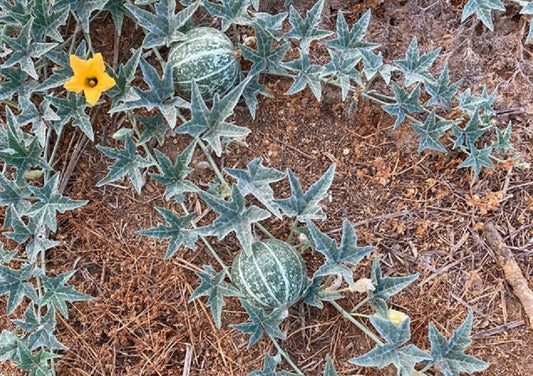 Wild Desert Melon Seeds | 10 Pack of Seeds | Grow This Exotic and Rare Garden Fruit | Edible Fruit to Grow