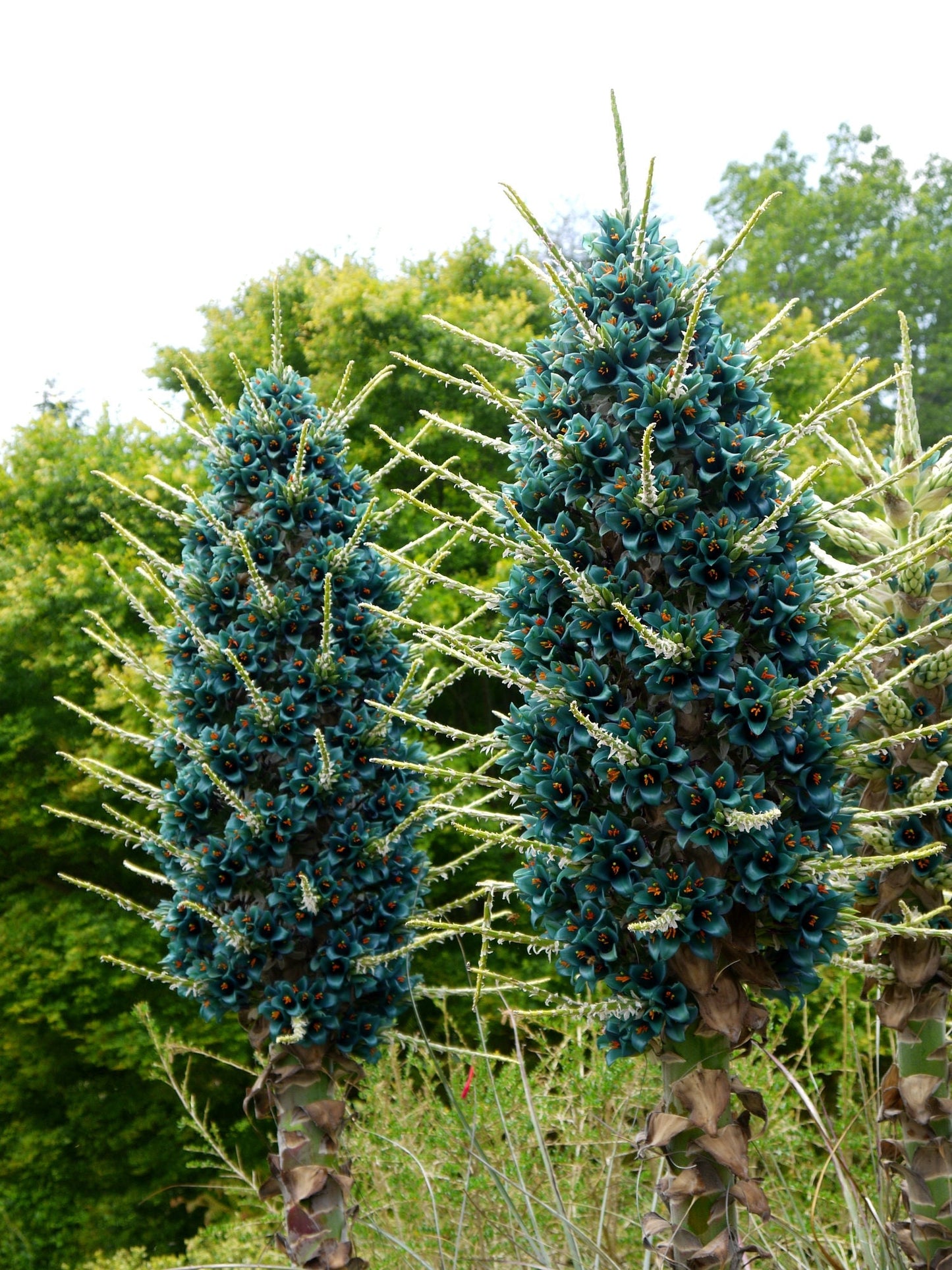 Sapphire Tower Seeds for Planting - 10 Seeds -  Puya alpestris, giant bromeliad, Rare Exotic Flower Seeds