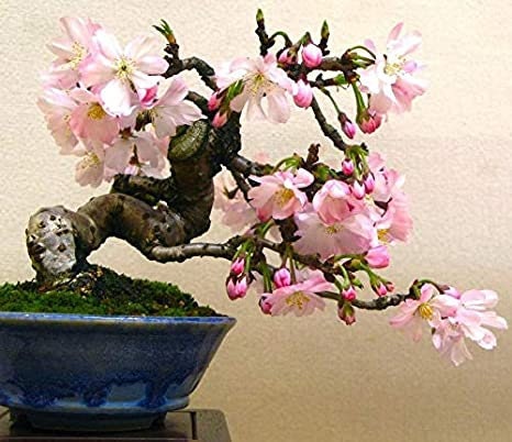 Sakura Bonsai Tree Seeds - Grow Sakura Cherry Blossom