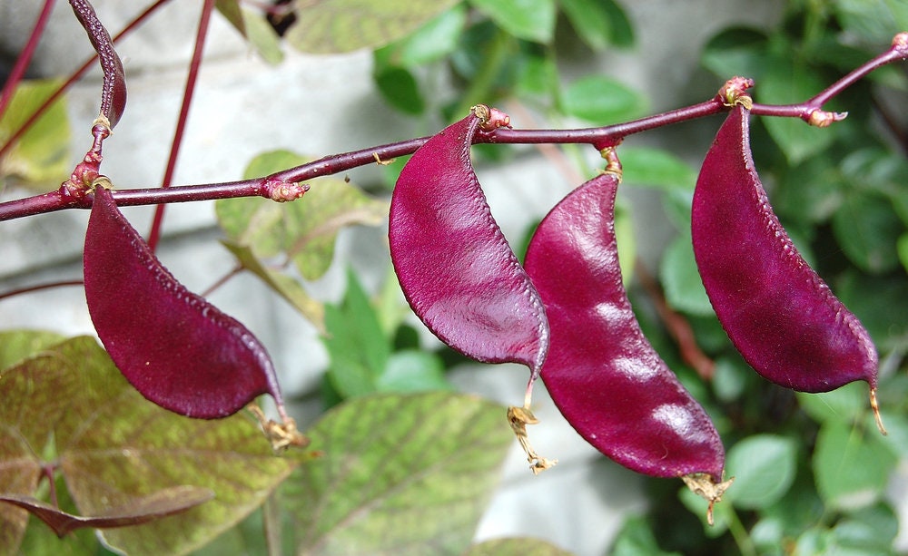 20 Purple Vine Hyacinth Bean Seeds  - Award Winning Asian Beans - Edible