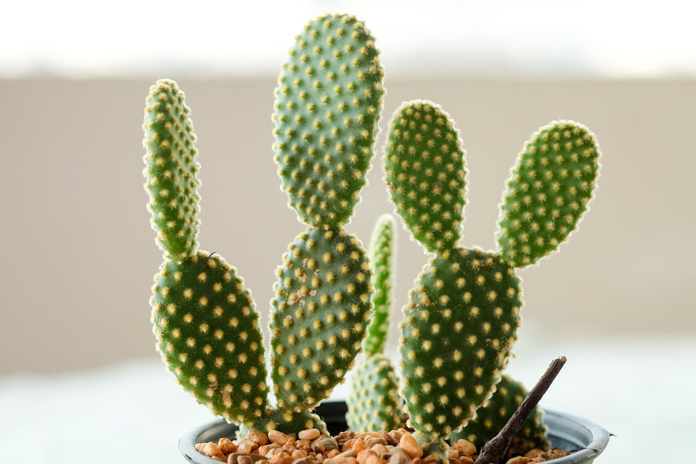 Bunny Ears Cactus Seeds - 20 Seeds - Exotic Cactus Popular for Bonsai or Container Growing