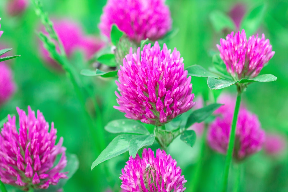 Red Clover Seed - 5 Pounds - Great from Food Plot, Cover Crop, Pasture Mix - Perennial Red Clover