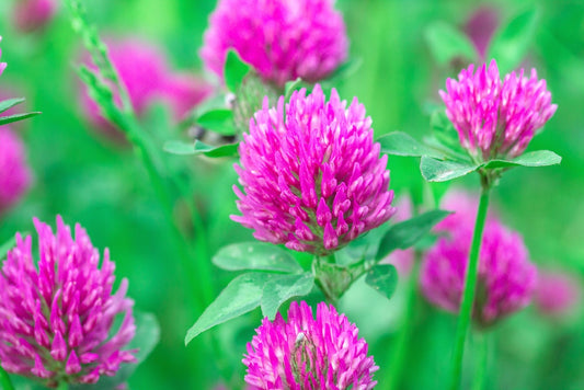 Red Clover Seed - 2 Pounds - Great from Food Plot, Cover Crop, Pasture Mix - Perennial Red Clover