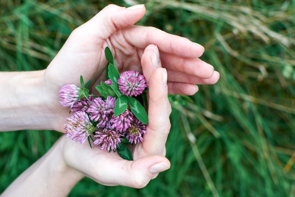 Red Clover Seed - 5 Pounds - Great from Food Plot, Cover Crop, Pasture Mix - Perennial Red Clover