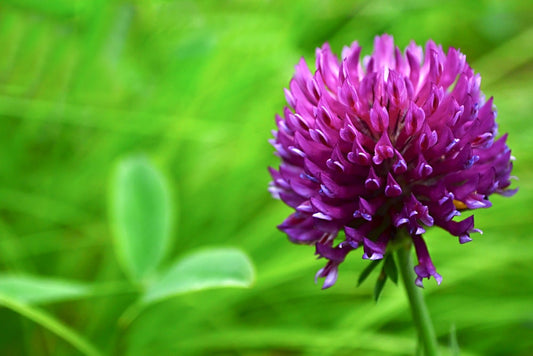 Red Clover Seed - 5 Pounds - Great from Food Plot, Cover Crop, Pasture Mix - Perennial Red Clover