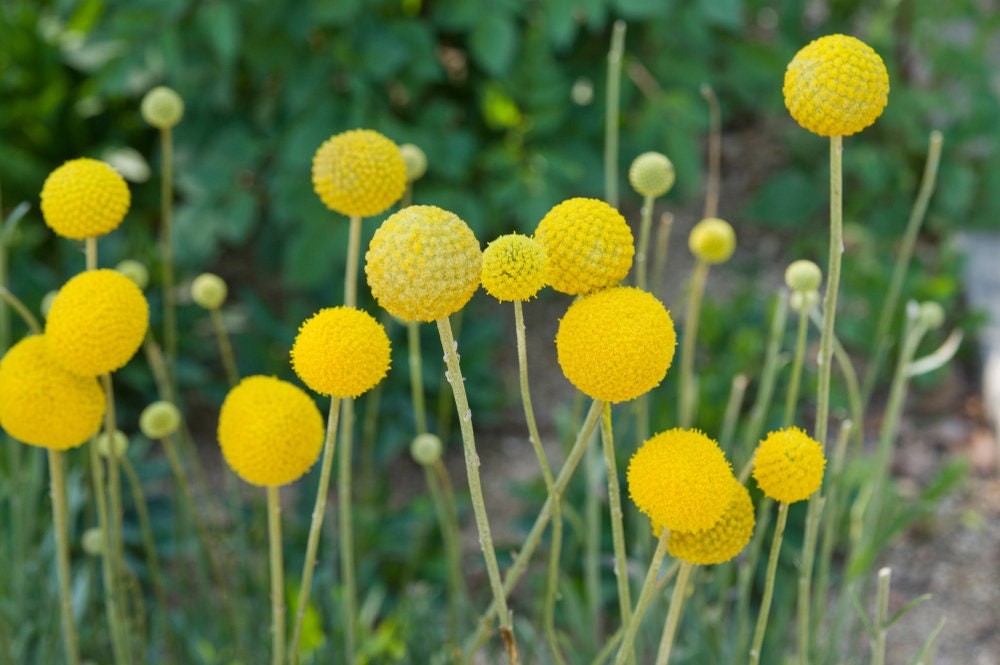 Yellow Drumstick Flower Seeds - 100 Seeds - Great for Cut Flowers and Flower Bonsai - Made in USA