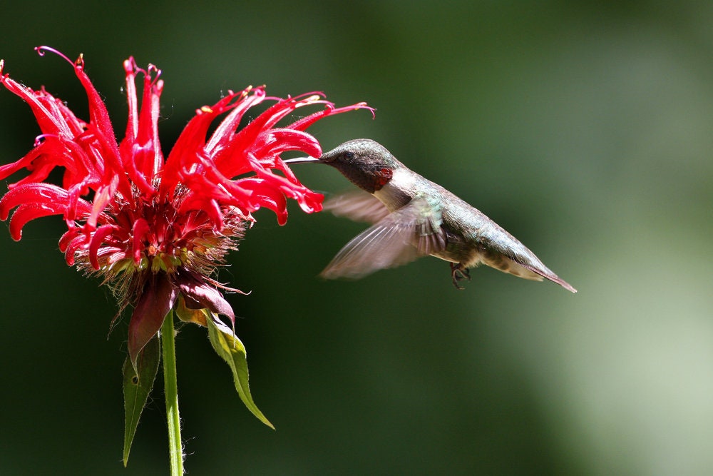 25 Bee Balm Flower Seeds - Monarda Didyma Mixed Color Seeds - Ships from Iowa, USA