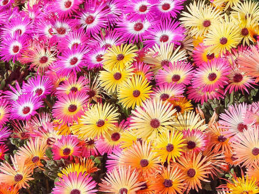 Ice Plant Mix - 100+ Seeds for Planting - Vibrant Blooms, Grow Dorotheanthus Bellidiformis Mix Color - Ships from Iowa, USA