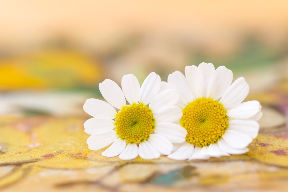 Feverfew Herb Seeds - 100+ Seeds for Planting - Popular Herb, Beautiful White Blooms - Ships from Iowa, USA