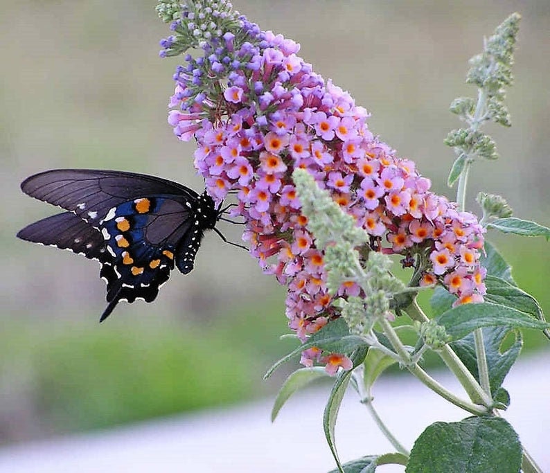 BUTTERFLY BUSH SEEDS - 50 Seeds to Grow, Great for Monarch and all Pollinators.