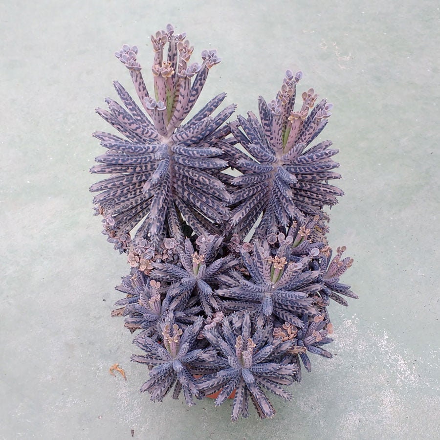 Mother of Millions Cactus Seeds - 20+ Seeds- Kalanchoe Tubiflora - Ships from Iowa, USA - Grow Exotic Cacti