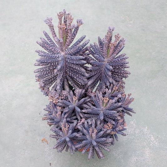 Mother of Millions Cactus Seeds - 20+ Seeds- Kalanchoe Tubiflora - Ships from Iowa, USA - Grow Exotic Cacti