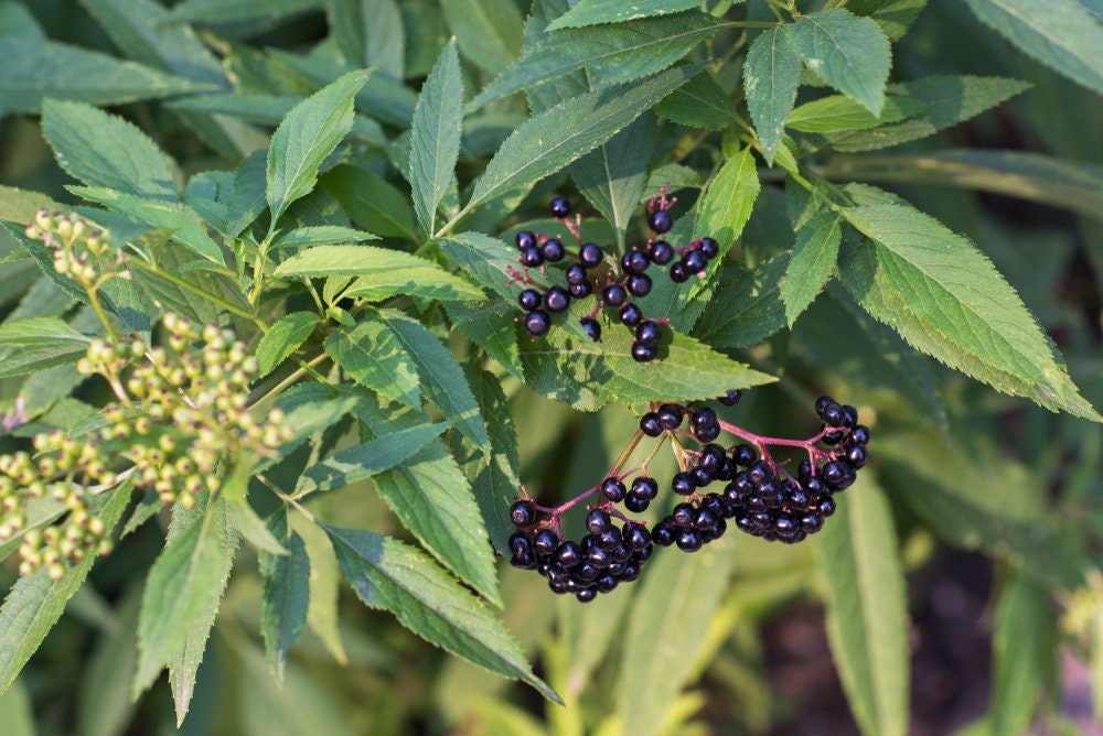 4 Fresh Black Bearing Elderberry Cuttings to Grow - Grow 4 Elderberry Plants - Ships from Iowa, USA