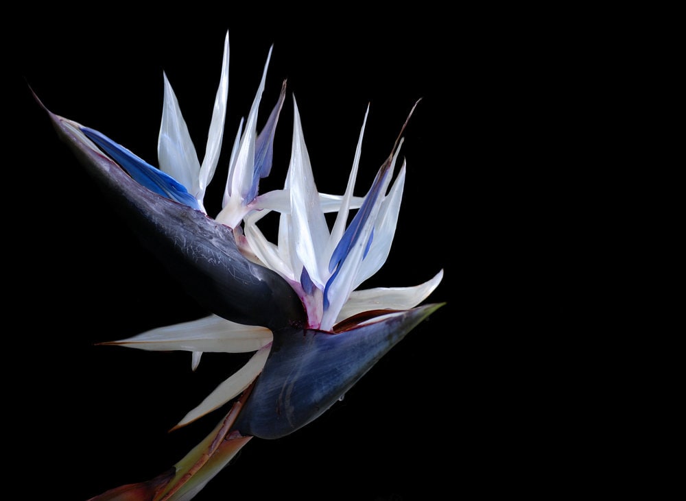 Bird of Paradise Tree Seeds - 5 Seeds to Grow - Great Indoor Plant or Bonsai - Strelitzia nicolai