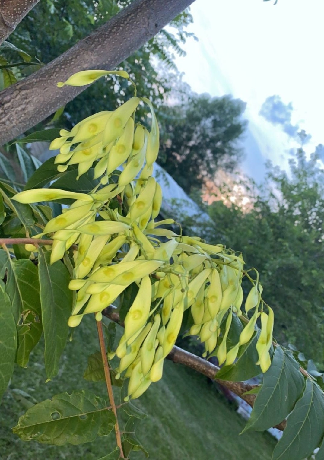 Tree of Heaven Seeds - 30+ Seeds - Ailanthus altissima Tree