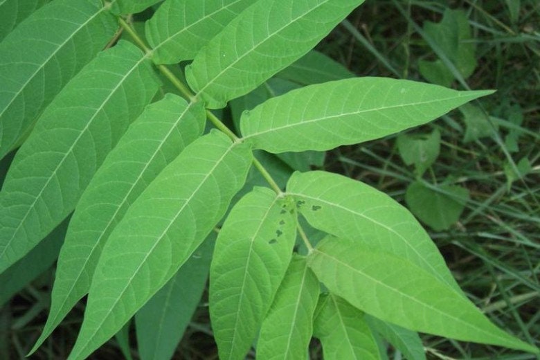 Tree of Heaven Seeds - 30+ Seeds - Ailanthus altissima Tree