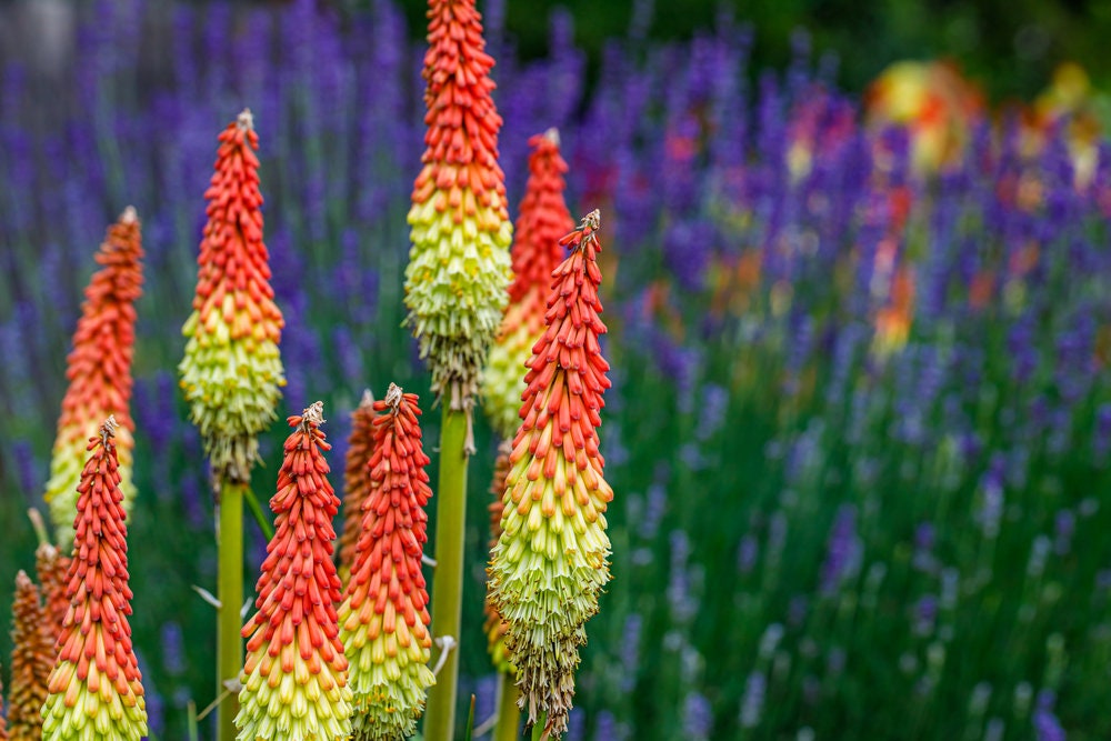 Torch Lily Seeds - 50 Seeds - Amazing Red and Yellow Flowers, Look like a Fire Flower