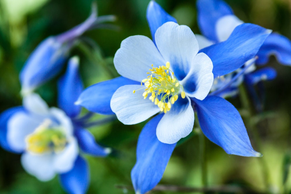 100+ Blue Colorado Columbine Flower Seeds, Non-GMO