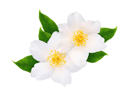 White Jasmine Seeds, 25+ Seeds - Highly Prized Flowering Shurb, Fragrant Blooms and Easy to Grow