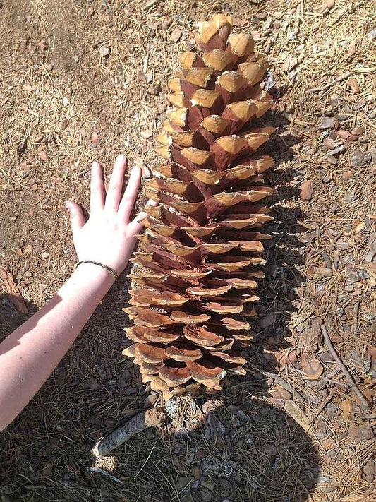 Giant Sugar Pine Tree Seeds for Planting - Produces The Largest Pine Cones on The Planet