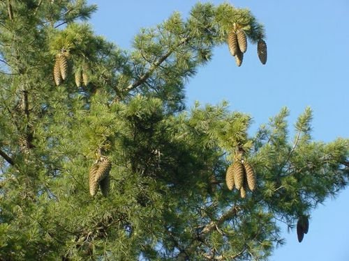 Giant Sugar Pine Tree Seeds for Planting - Produces The Largest Pine Cones on The Planet