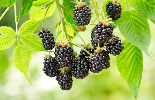 50+ Wild BlackBerry Seeds - Garden Fruits, Black Berry Bonsai Plants - Non-GMO Seeds, Grown and Shipped from Iowa. Made in USA