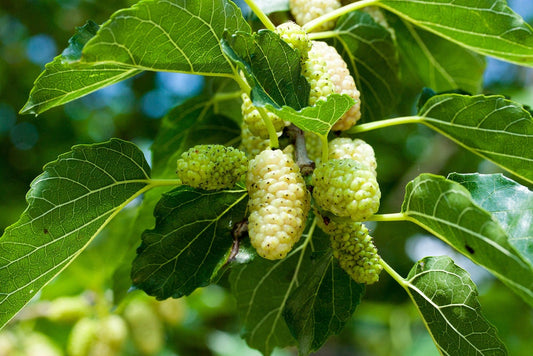 50+ White Mulberry Tree Seeds - Morus Alba - Non-GMO Seeds, Grown and Shipped from Iowa. Made in USA