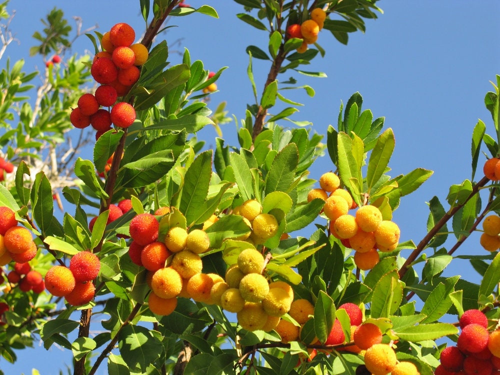 50+ Strawberry Tree Seeds - Arbutus unedo - Non-GMO Seeds, Grown and Shipped from Iowa. Made in USA