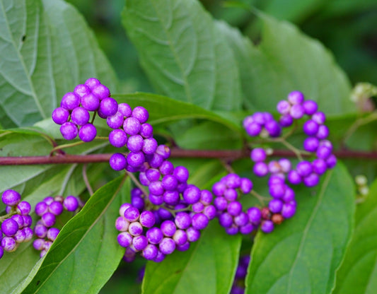 American Beauty Berry - Callicarpa Americana - 50 Seeds - Non-GMO Seeds, Grown and Shipped from Iowa. Made in USA