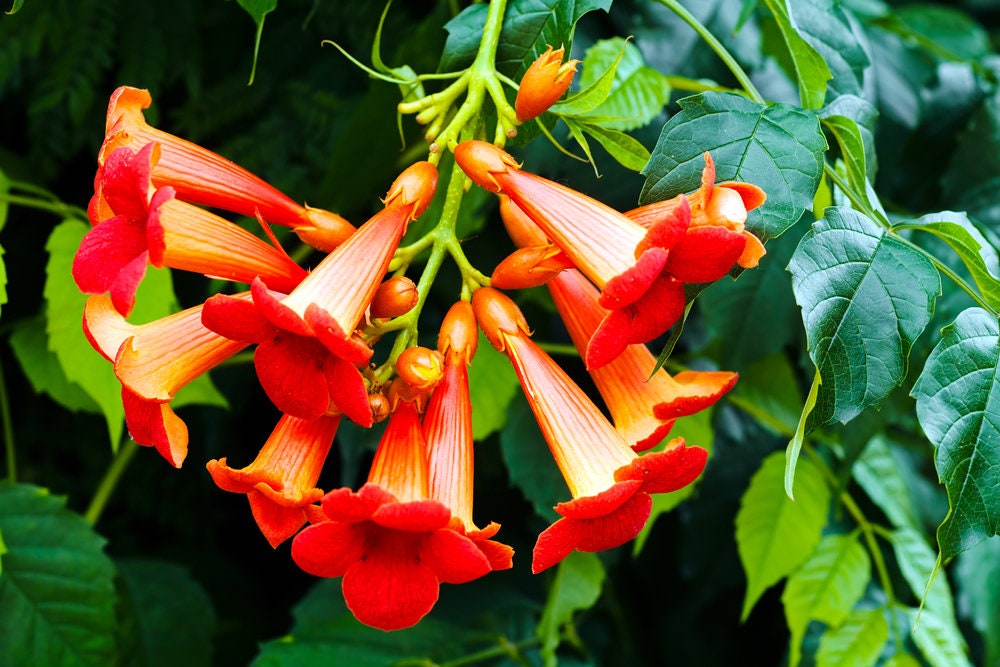 Red Trumpet Creeper Vine Seeds - 20 Seeds - Hummingbird Bush - Non-GMO Seeds, Shipped from Iowa. Made in USA