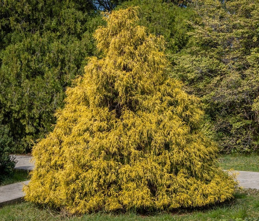 25 Weeping Cypress Pine Seeds - Hesperocyparis funebris - Non-GMO Seeds, Grown and Shipped from Iowa. Made in USA