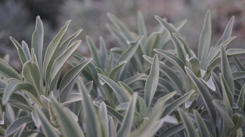 White Sage Seeds to Grow - 100 Seeds - Indoor Outdoor Herb Sage