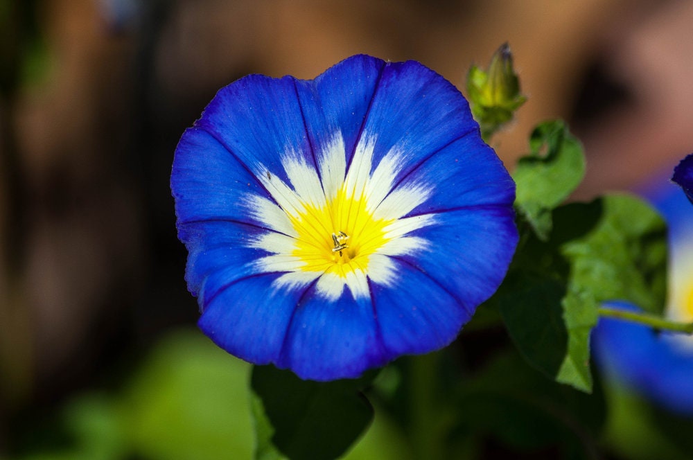 Royal Blue Morning Glory Ensign Seeds to Plant | 100 Seeds | Beautiful Flowering Vine