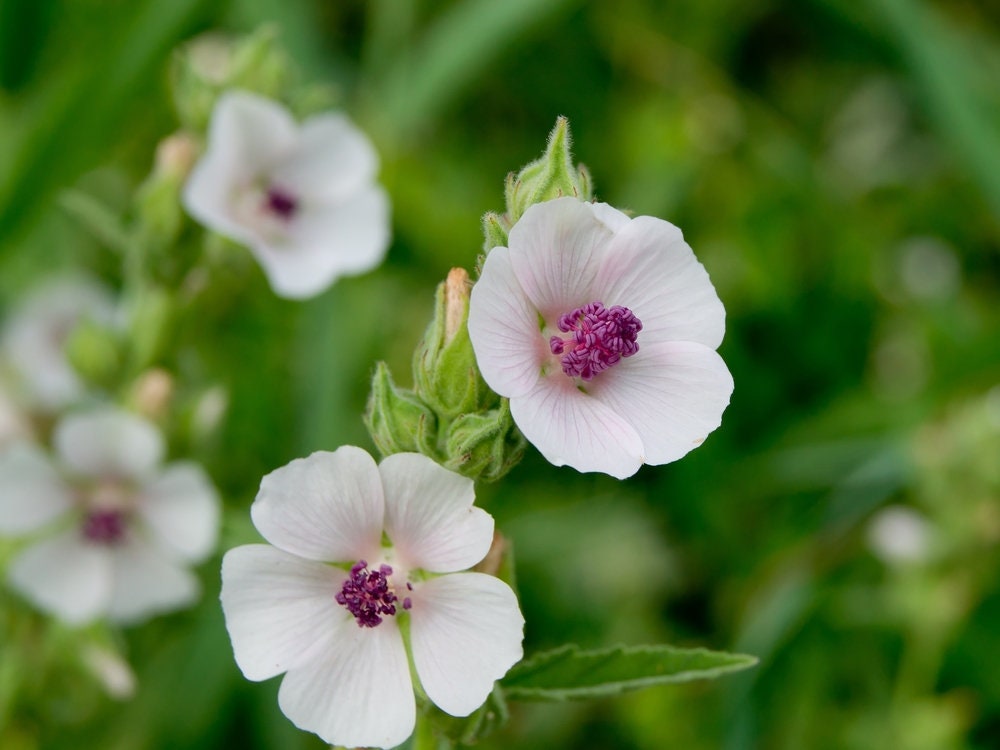 Marshmallow Seeds (Althaea Officinalis) - Marsh Mallow Garden Herb Seeds for Planting