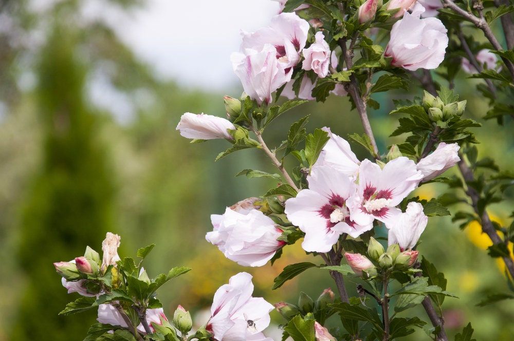 Marshmallow Seeds (Althaea Officinalis) - Marsh Mallow Garden Herb Seeds for Planting