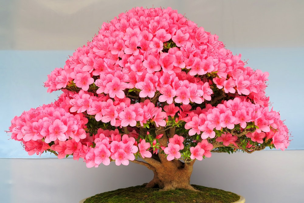 Flowering Bonsai Judas Tree Seeds | 10 Seeds | Flowering Tree Prized for Bonsai