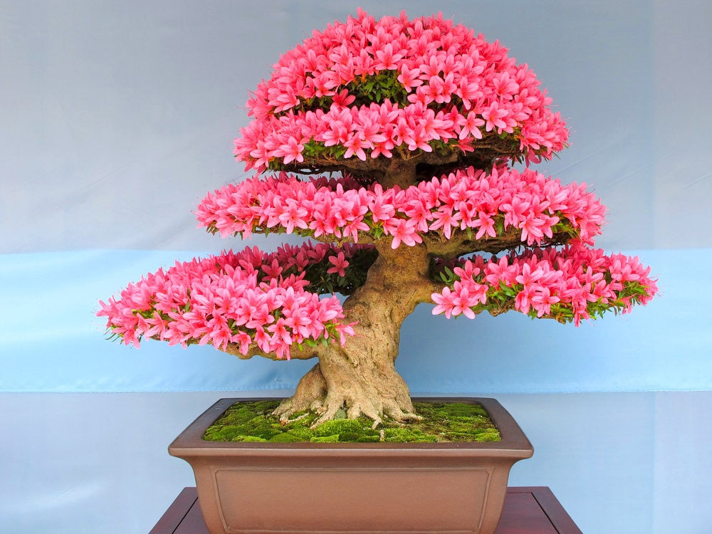 Flowering Bonsai Judas Tree Seeds | 10 Seeds | Flowering Tree Prized for Bonsai