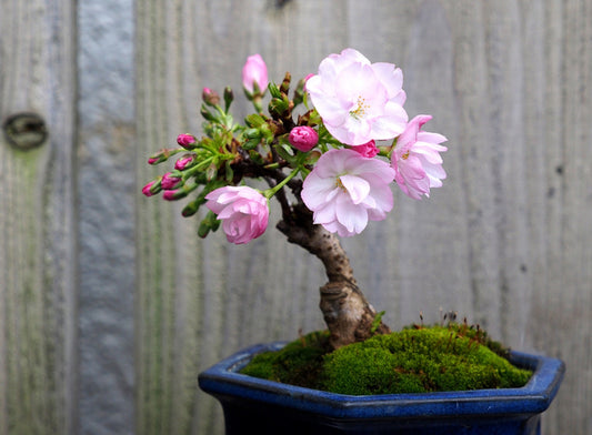 Sakura Bonsai Tree Seeds - Grow Sakura Cherry Blossom