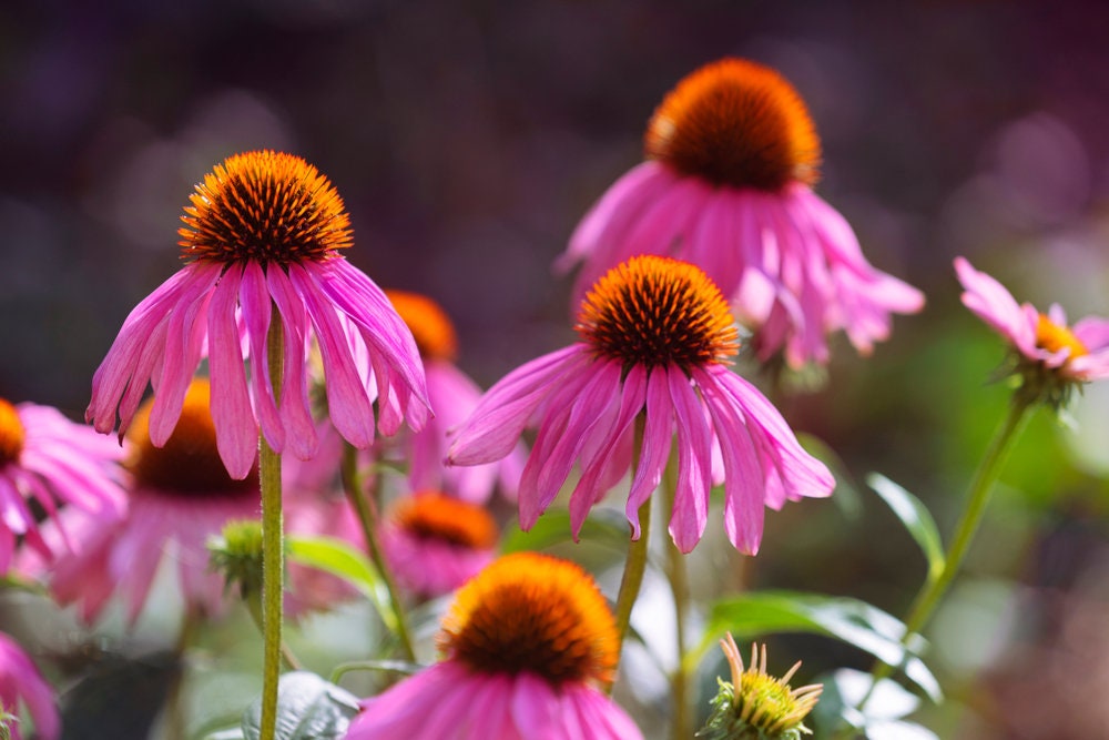 250+ Purple Coneflower Seeds for Planting | Excellent Butterfly Flower | Made in USA, Ships from Iowa.