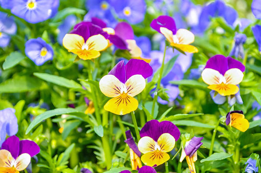 Viola Johnny Jump Up Plant Flower - 500 Seeds - Beautiful Perennial Garden Flowers